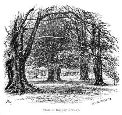 View in Bushey Bratley by Walter Crane